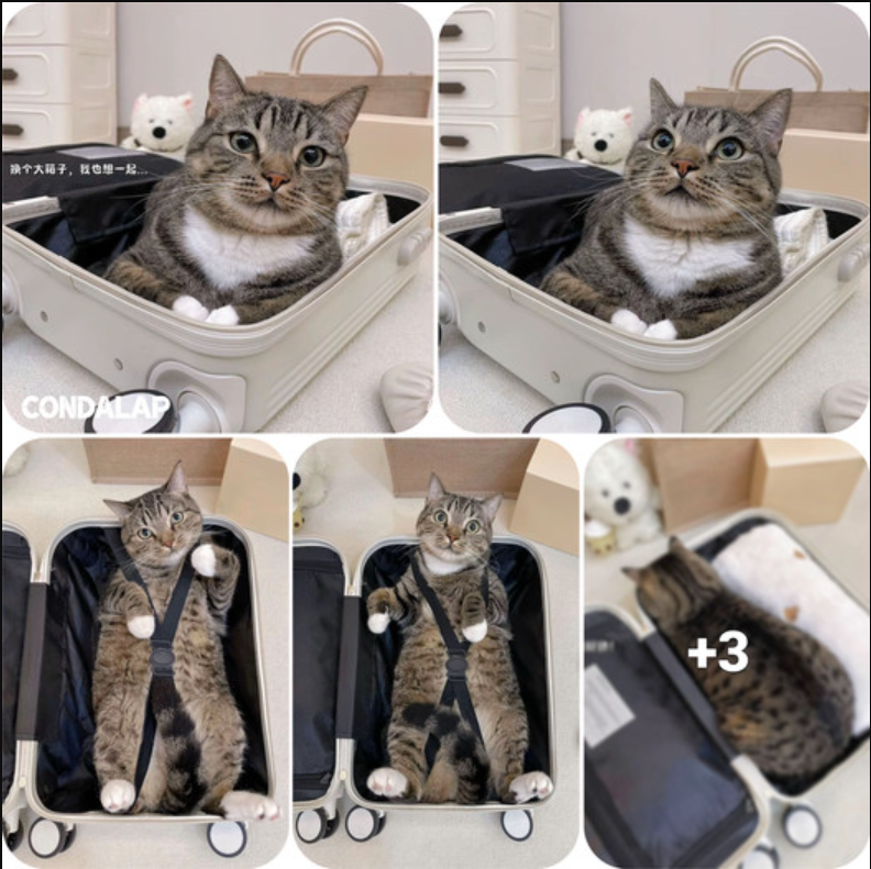 Travel Gear for Cat Lovers’ Luggage