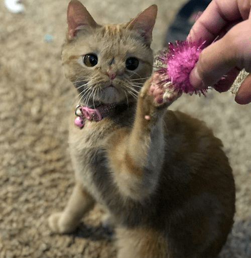 ginger rescue cat with manx syndrome chromosomal abnormality