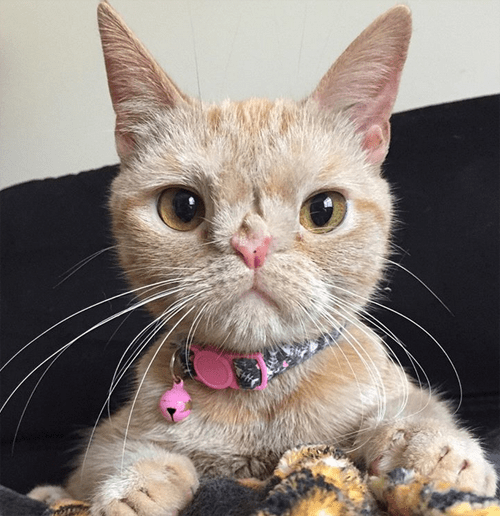 ginger rescue cat with manx syndrome chromosomal abnormality