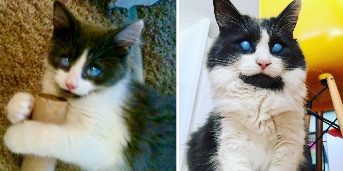 Blind Kitten Was Rejected by His Litter But Found Someone Who Showed Him  Kindness and Changed His Life