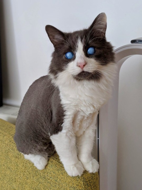 Louie the blind cat