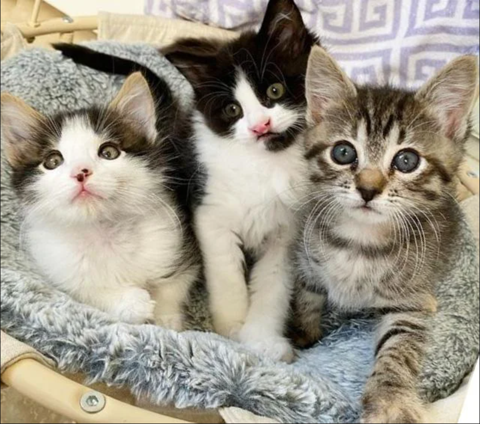 Family Adopts Kittens, Finds Trio with Unbreakable Bond They Can’t Separate