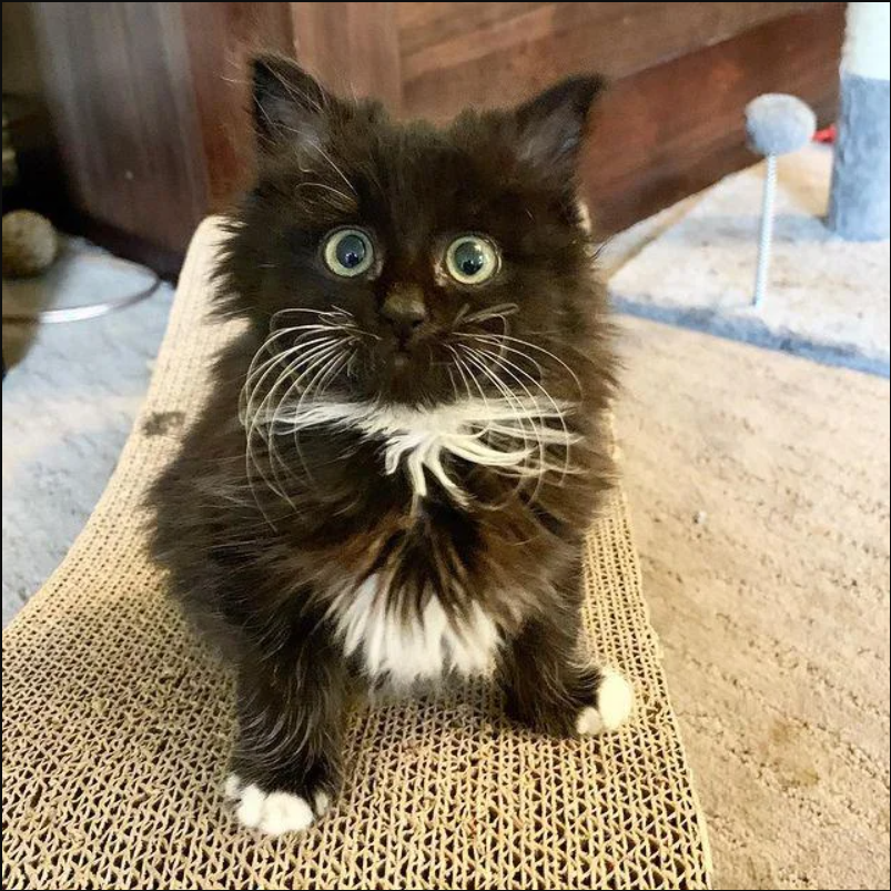 Kitten with Irresistible Eyes Has Her Life Transformed After Finding a Woman to Help Her