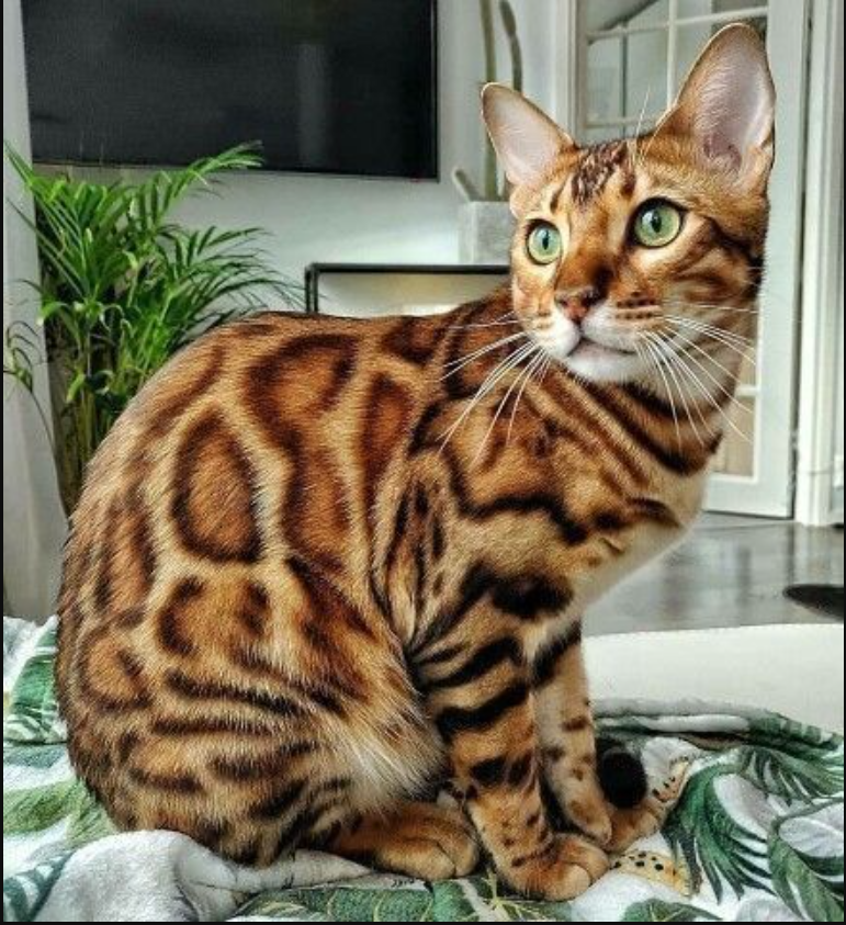 T Meet Coby the cat, the most expensive cat breed in the world.