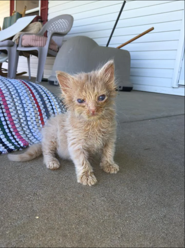 When a Feral Cat Seeks Help: A Heartwarming Tale of Compassion and Connection