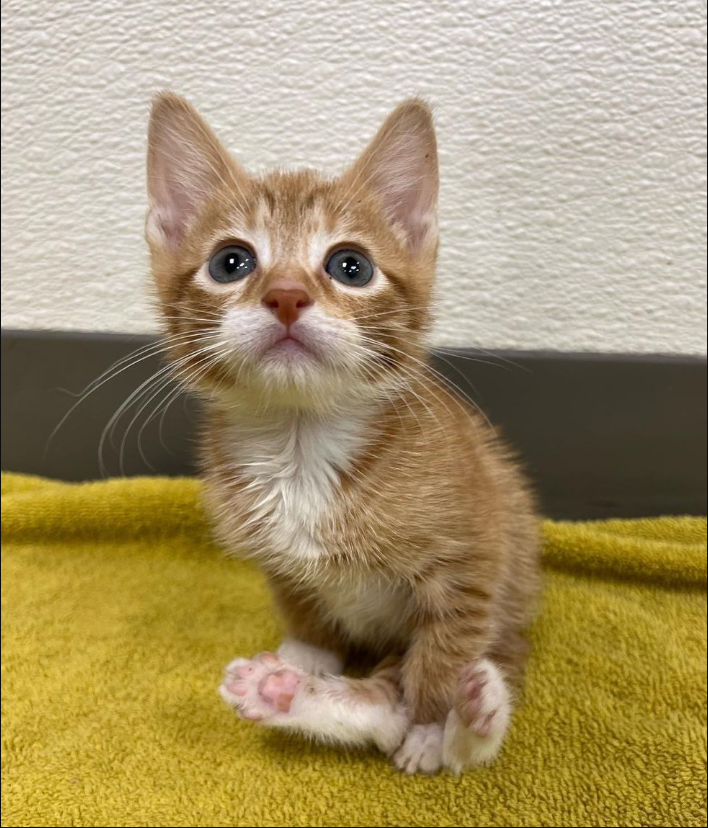 Kitten Found Outside Using Only Front Paws to Walk, Immediately Wants Play and Affection from Everyone