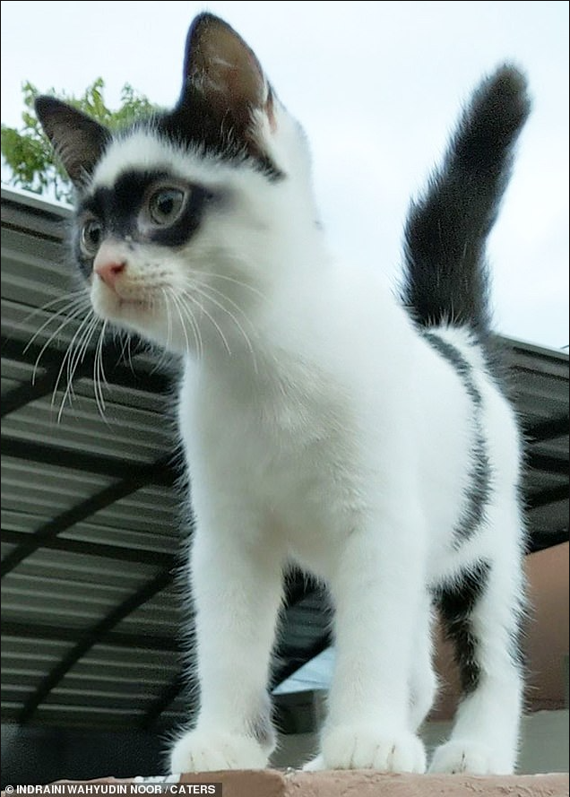 Mesmerizing Eyes and Unique Charm: A Closer Look at Zorro the Cat