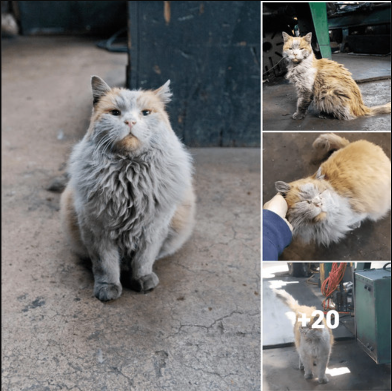 Meet Dirt the Cat: Nevada Northern Railway’s rail cat