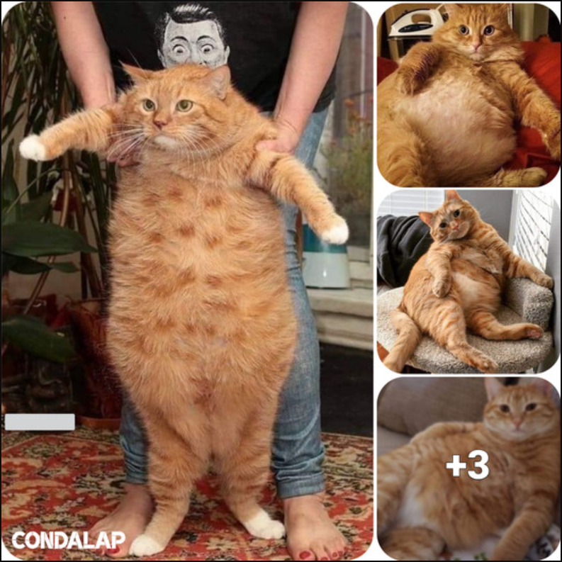 Meet CanCan, the Famous Cat Known for the Endearing Phrase ‘Looks Skinny But So Adorable’ 🐱❤️