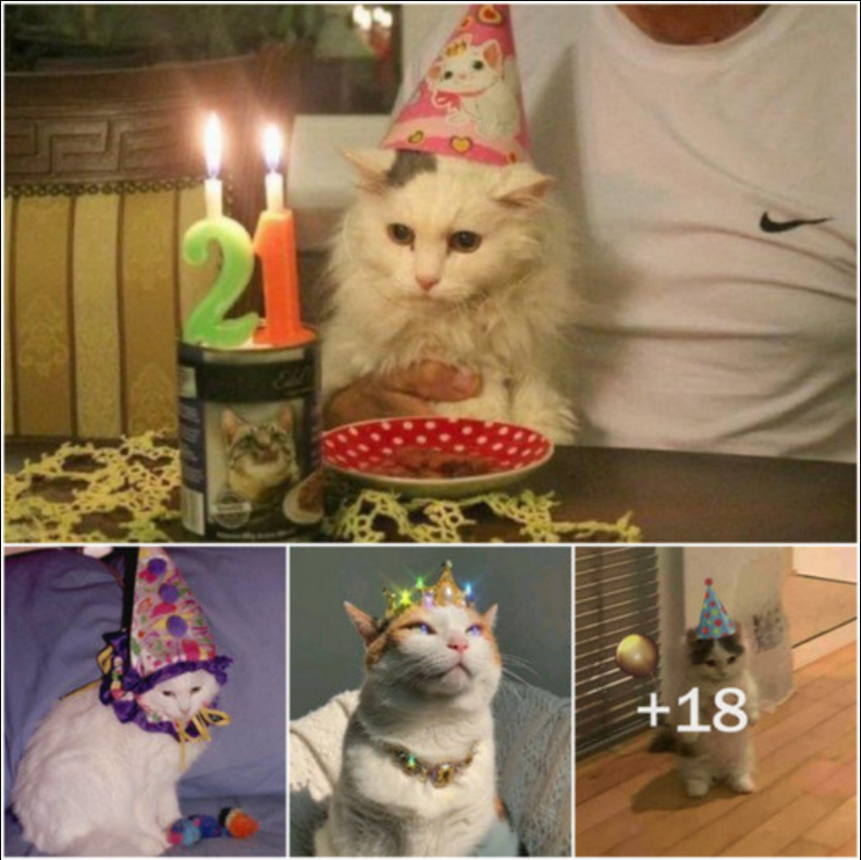 Today is a special day, the day we celebrate our beloved cat’s 21st birthday.