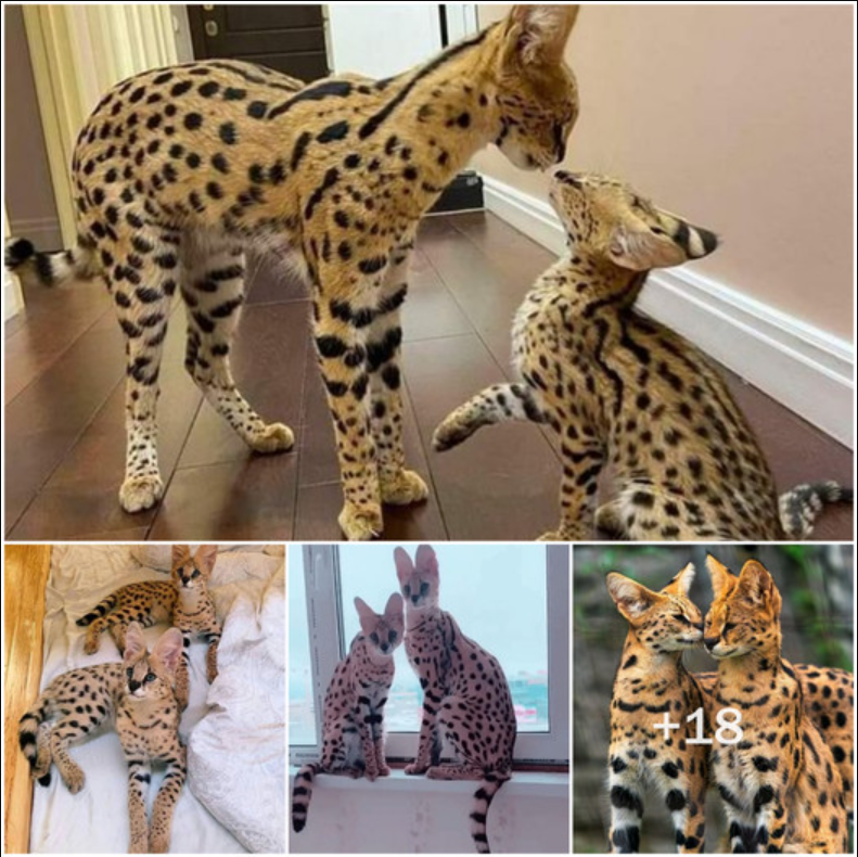 Bengal cats and interesting things you never knew about.