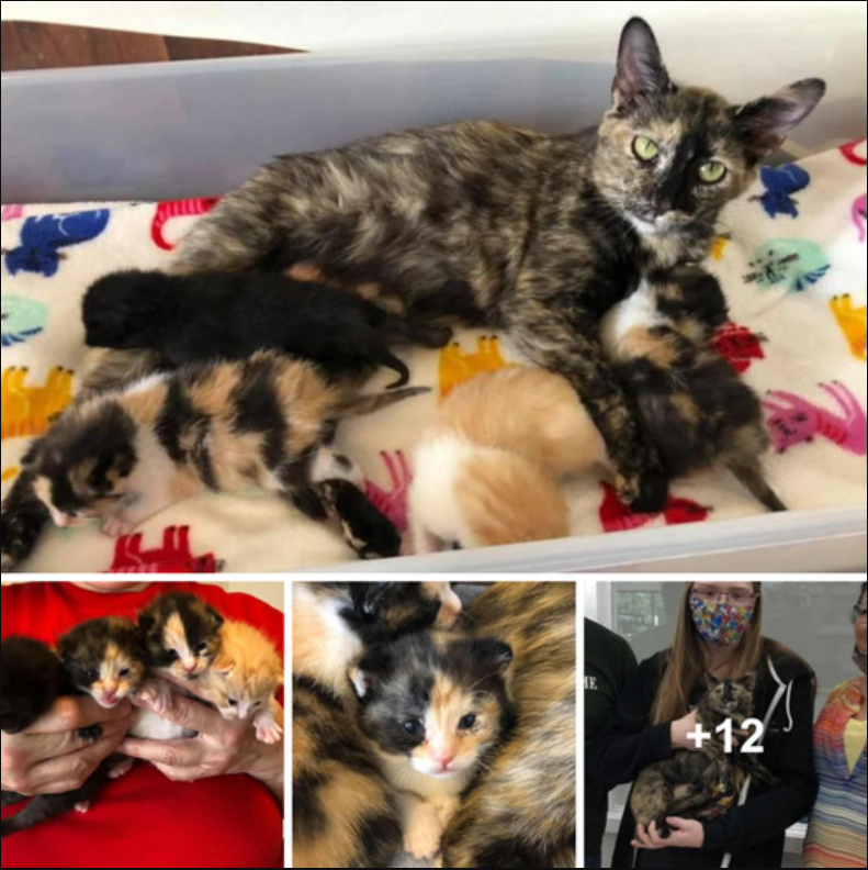 Cat Protected Her Newborn Kittens from the Cold Until Rescue Came, Now Lives Her Happily Ever After