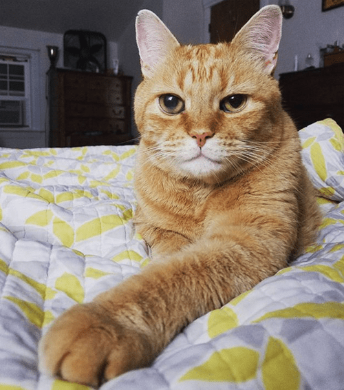 blind orange cat glaucoma