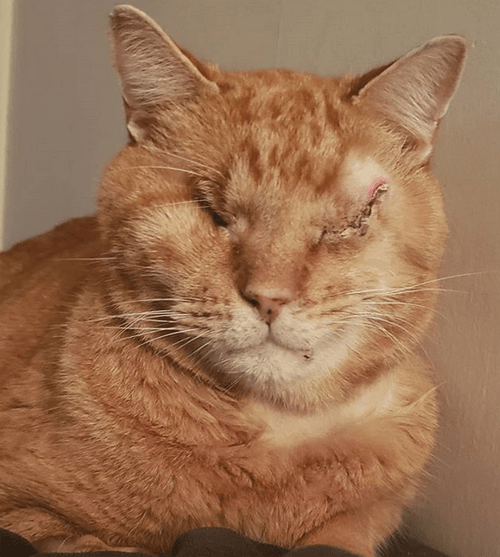 blind orange cat glaucoma