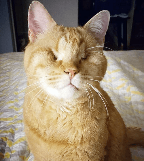 blind orange cat glaucoma