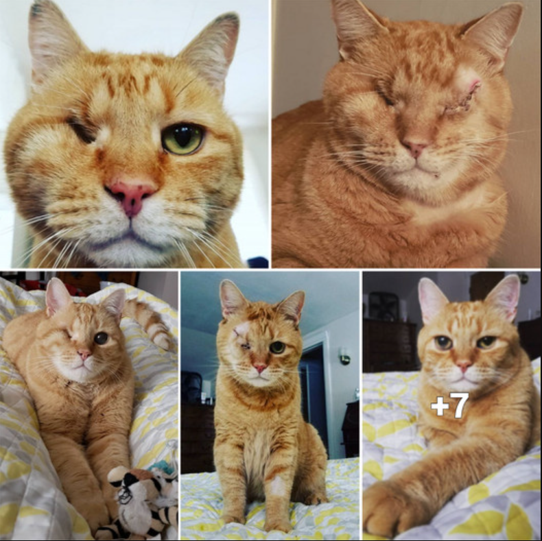 Get to Know the Dapper Elderly Feline Who Overcame Glaucoma-Induced Blindness with the Love and Support of His Loving Household!