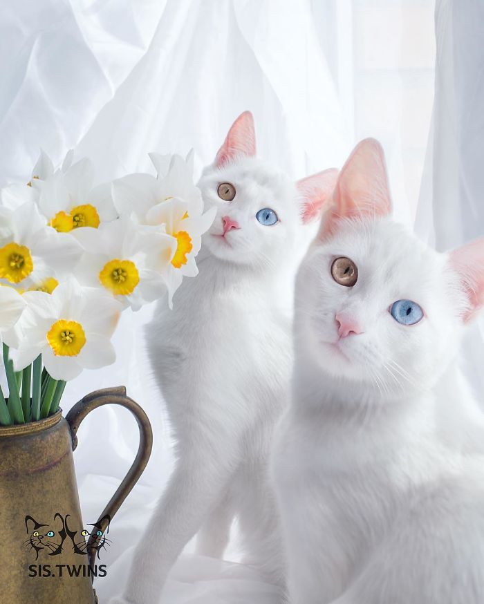 Meet The Most Beautiful Twin Cats In The World