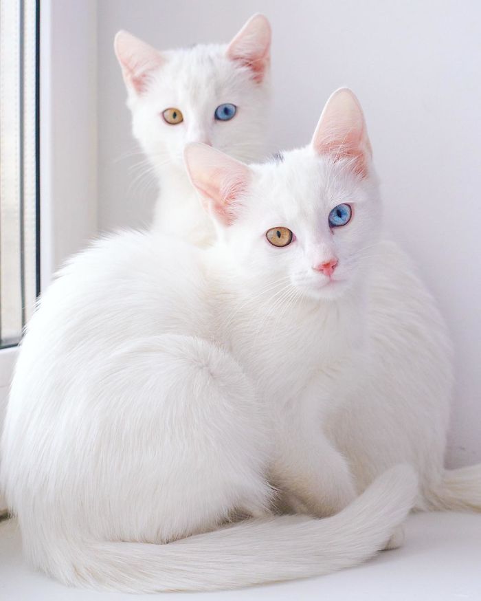 Meet The Most Beautiful Twin Cats In The World