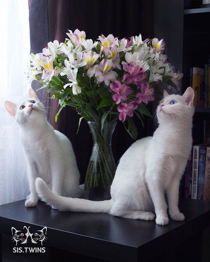 Meet The Most Beautiful Twin Cats In The World