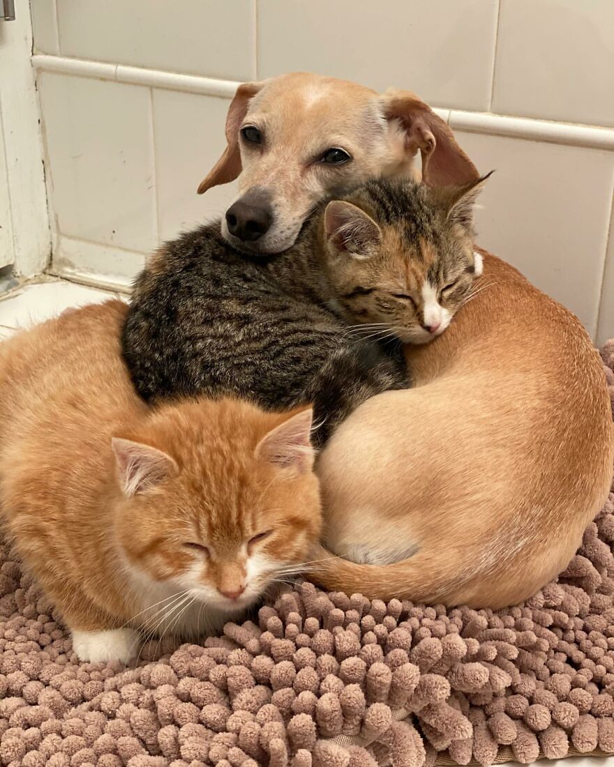 Guardian Across Species: Heartwarming Dog Guides Shy Kittens, Empowering Their Journey to Human Interaction