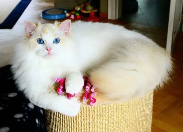 Flynn - Ragdoll of the Week flynn2