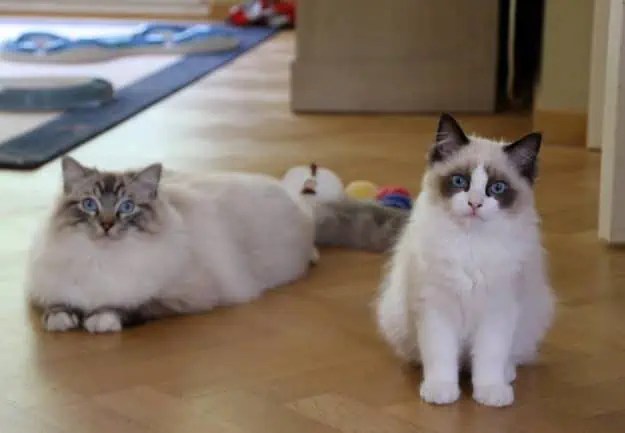 Flynn - Ragdoll of the Week otto and pasha