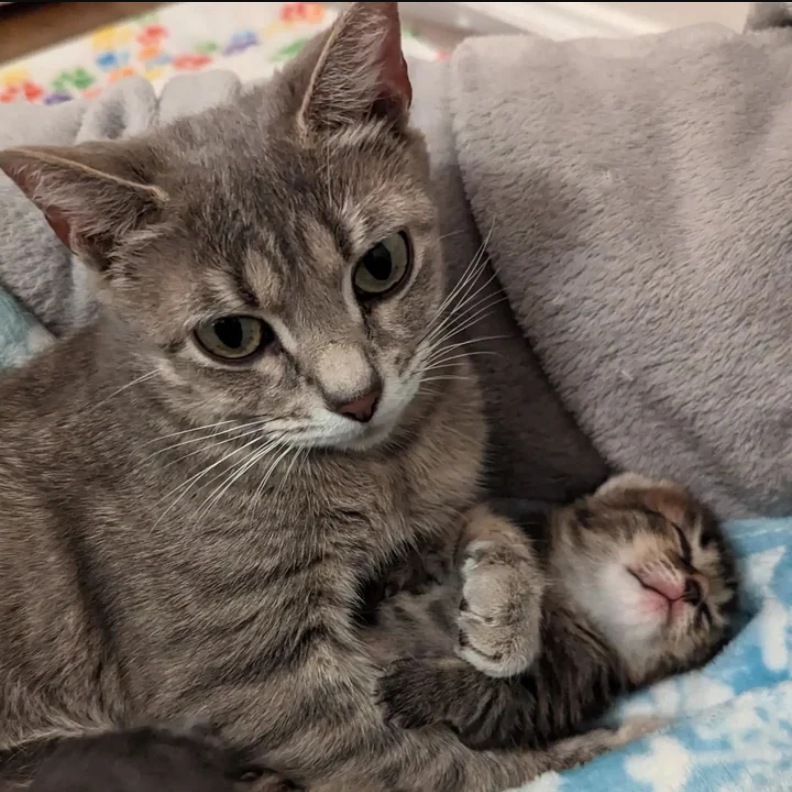 Now that she has a cozy space for her kittens, the cat with four mouths to feed begins to unwind and gain confidence.