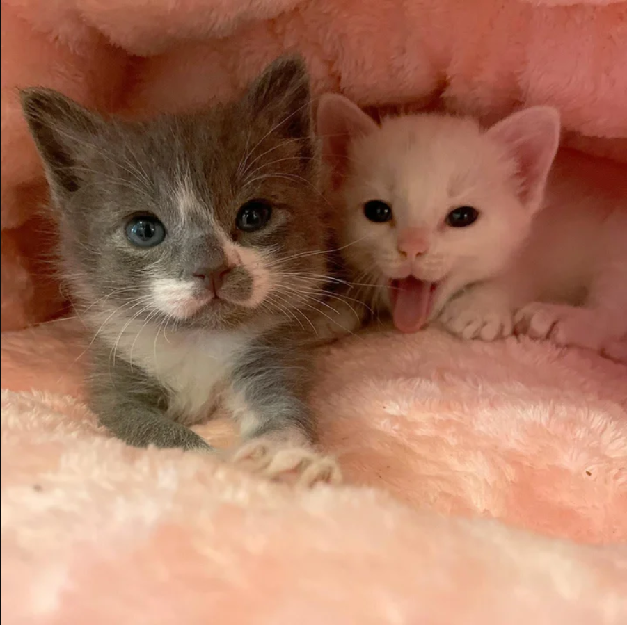 Miraculous Recovery: Drenched and Freezing Kittens Brought Back to Life by Unwavering Family