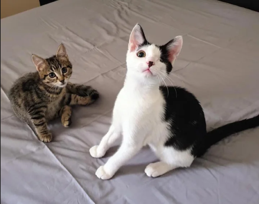 Hearts Intertwined: Tiny Kitten and One-Eyed Cat Show the Power of Love and Friendship