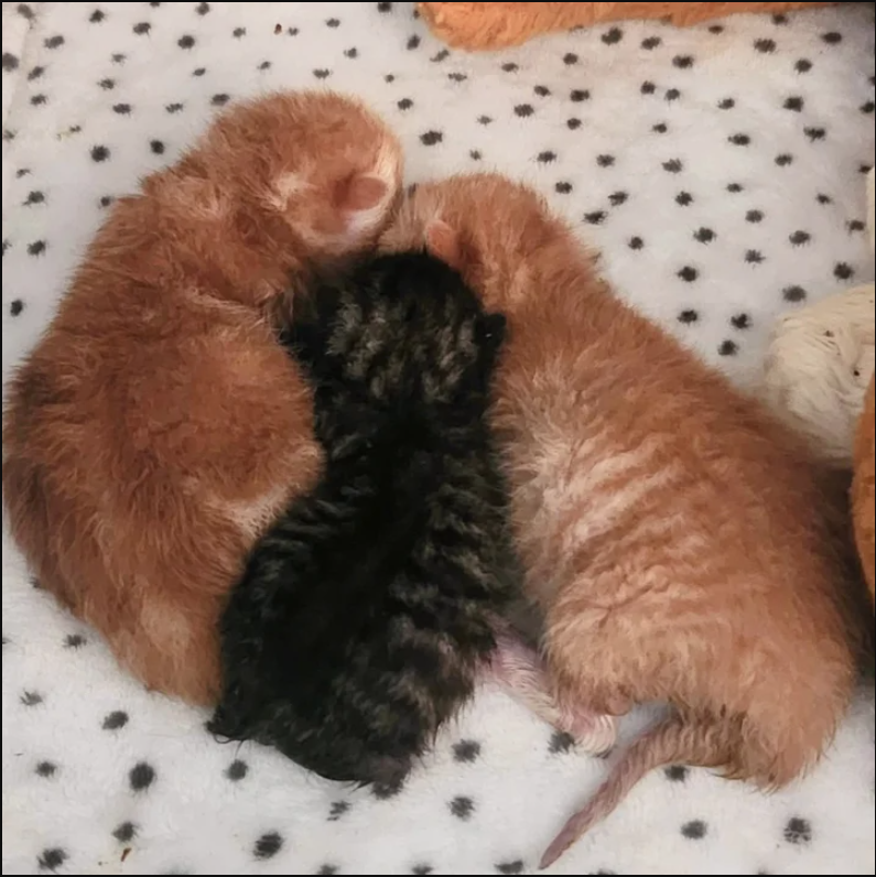 Found on Doorstep, Fighting for Life: The Story of Three Kittens and One Tiny Hero