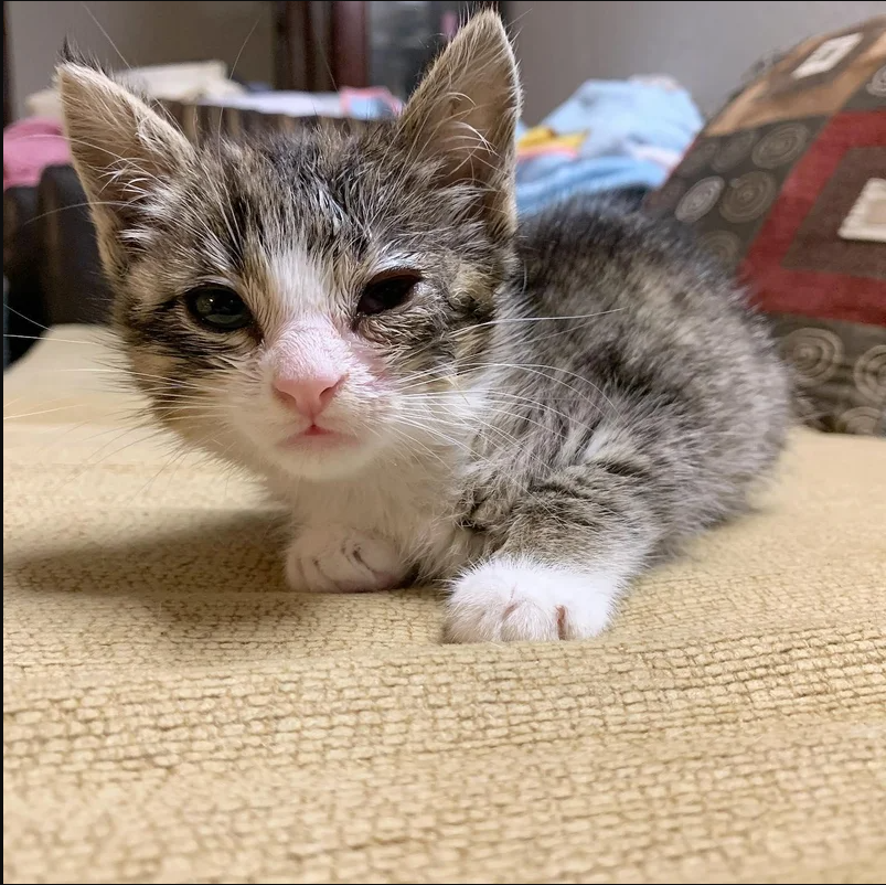 This adorable kitten that was raised as a feral only needed a second chance.