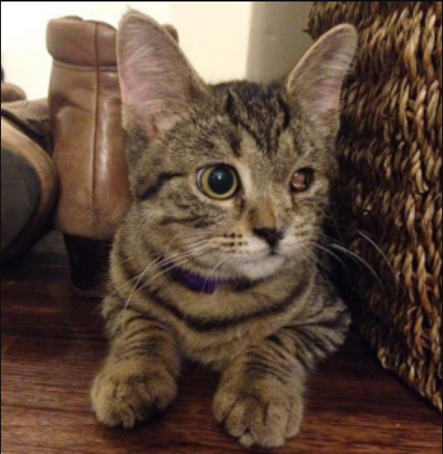 Unadoptable No More: The Adorable Tabby Cat Who Found Her Forever Home with the Perfect Family