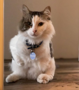 Radial Hypoplasia: How One Senior Cat Inspired his Owner to Support Special Needs Kitties!