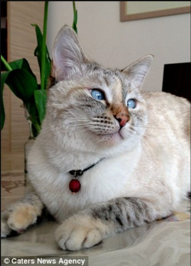 Purr-fectly Imperfect: Internet Sensation Muni the Cross-Eyed Cat’s Rise to Fame