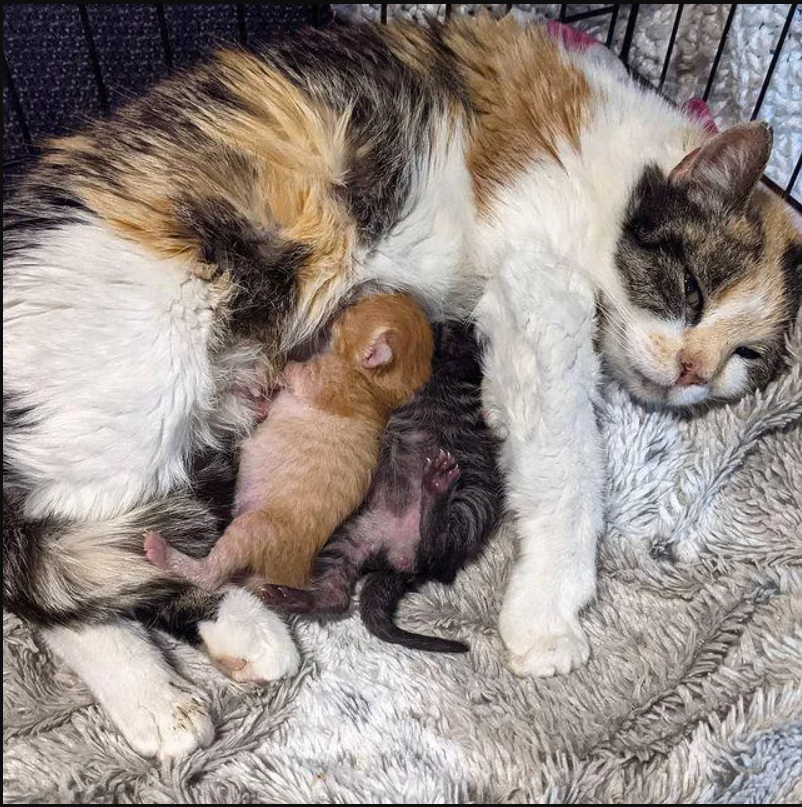 A Delayed Arrival, A Lifetime of Companionship: Kittens’ Reunion Sparks Joy and Strength