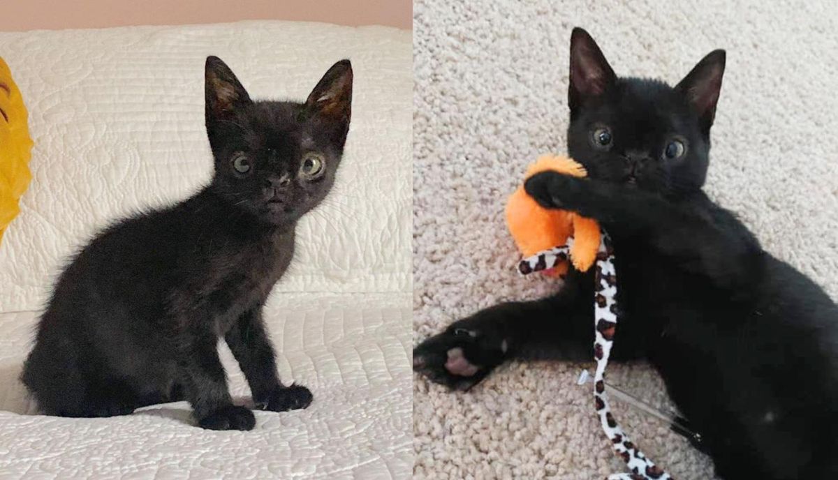 Kitten with Uniquely Perfect Face Left the Street and into Indoor Life, She Couldn't Be Happier