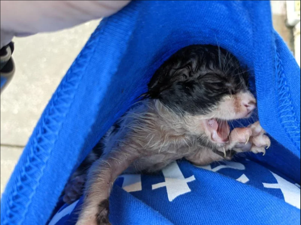 Wet and drenched, a tiny kitten clings to a woman and tries to improve her lot in life.