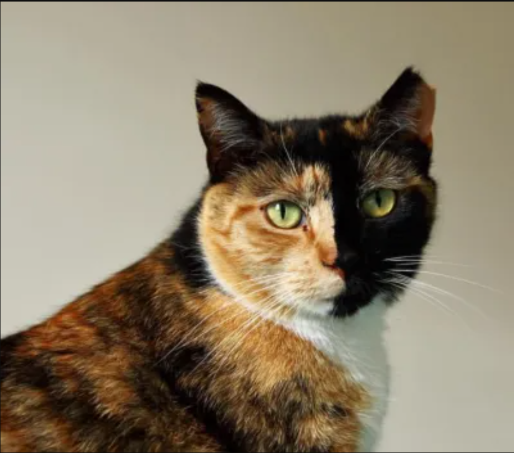 Unveiling Feline Marvels: Top 25 Extraordinary Chimera Cats Redefining the World of Uniqueness