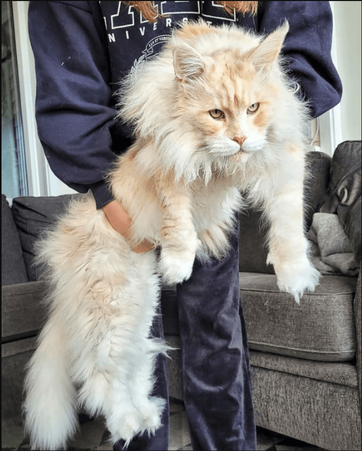 Majestic Maine Coons: Cats That Leave You in Awe – Making Your Feline Companion Seem Small in Comparison