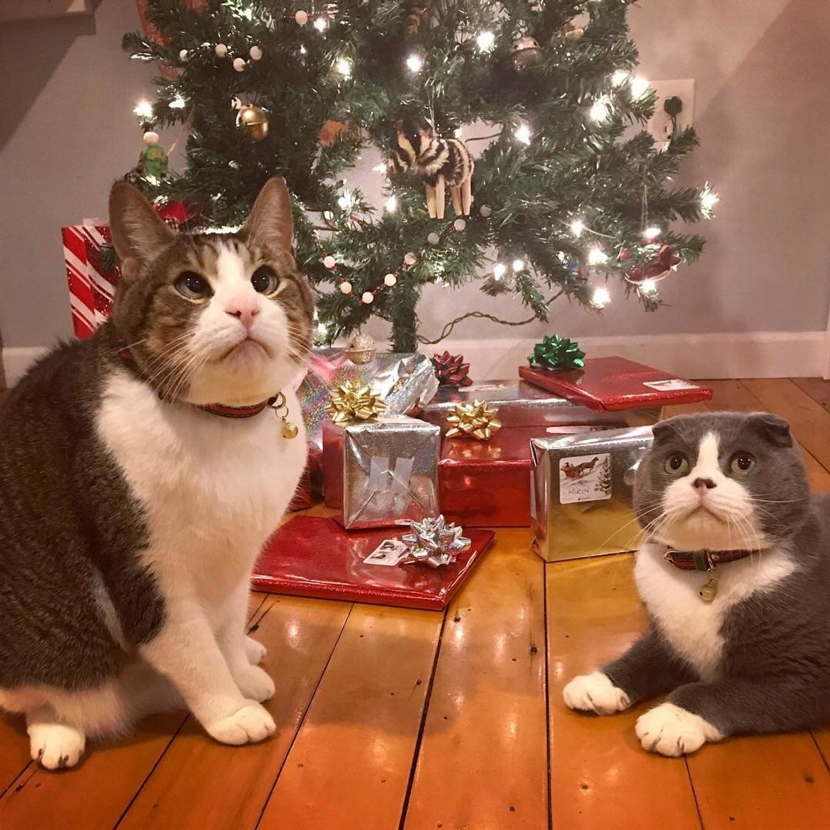 Cross-eyed Cat Finds Brotherly Love in Another Rescue Kitty to Share Christmas With This Year