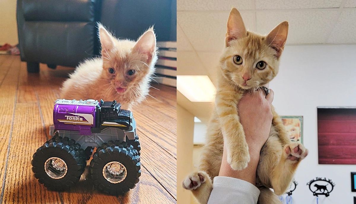 Kitten Whose Life is Completely Changed After Being Found 'Broken', Now Has a Place She Always Wanted