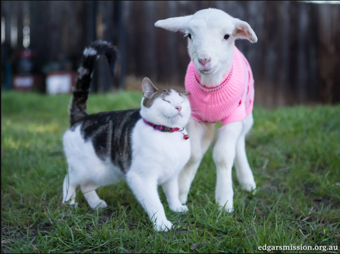 Introducing Stitch: The Adorable Rescue Kitten with a Heartwarming Job on the Farm (PICTURES)