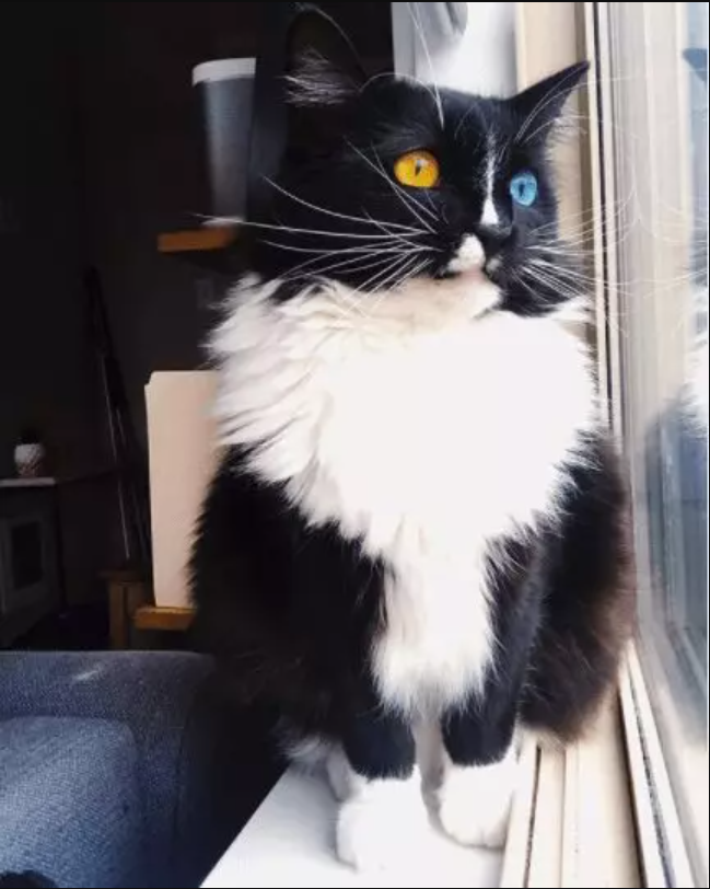 Introducing Bowie: The Classy Cat with Mesmerizing Eyes