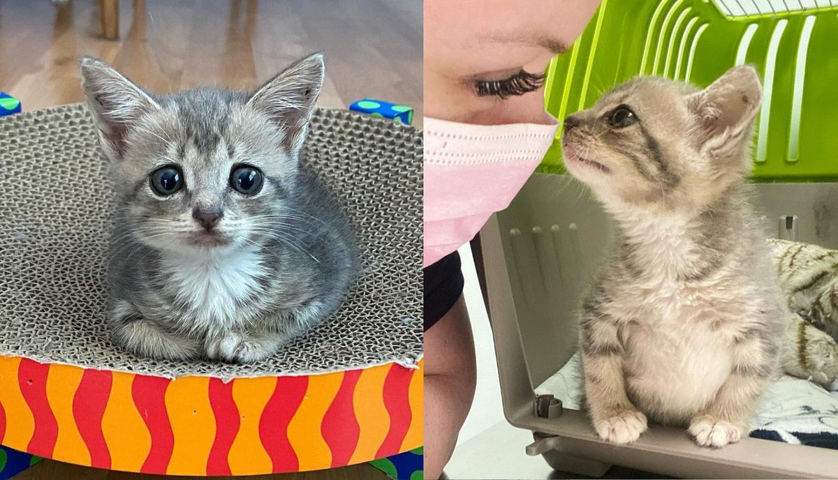 Kitten Determined to Walk and Lead a Happy Life After Being Brought in as a Stray