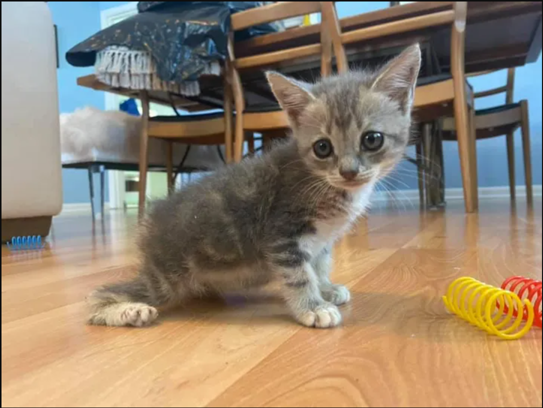 A Tiny Feline’s Big Journey: Resilience and Joy Found by a Stray Kitten