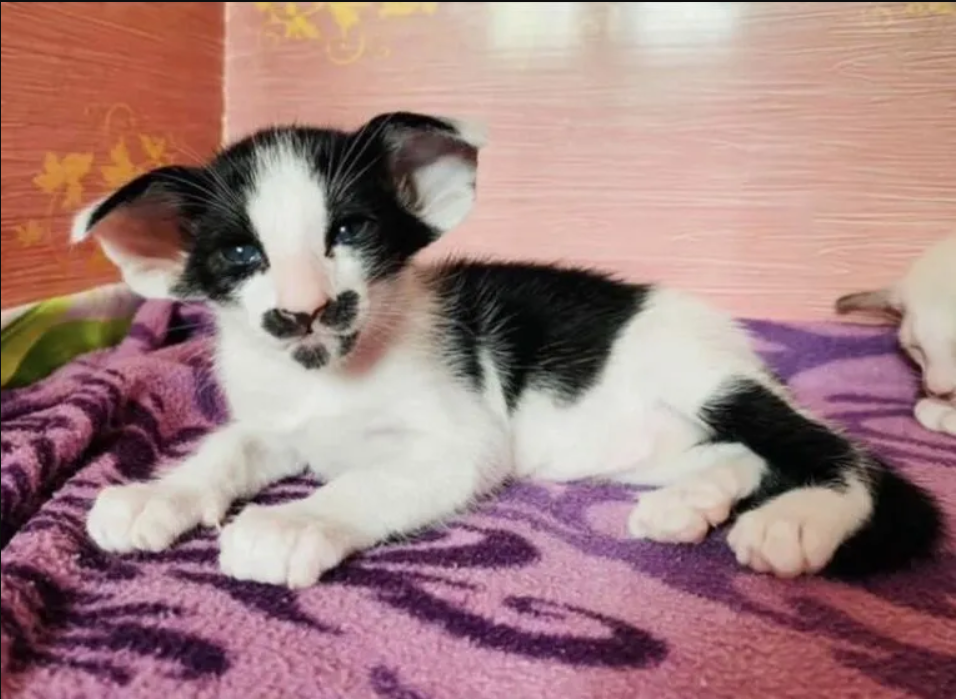 Introducing Zappa: The Feline with a Fabulous Mustache!