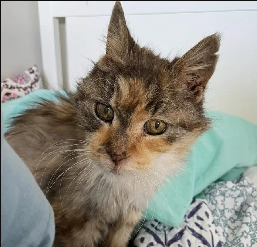 Golden Years Get Golden: 22-Year-Old Cat Finds Forever Home, Full Belly, and Endless Love