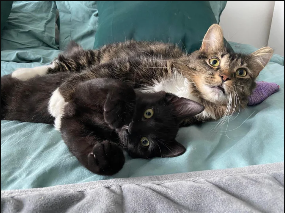 The cat that emerged from an abandoned building is now looking after the kitten that ended up in a yard.