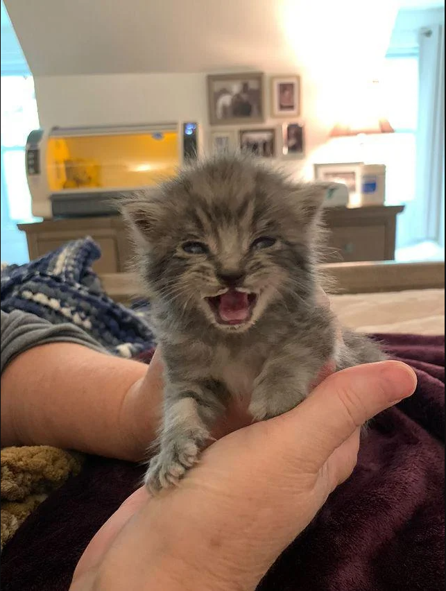 A woman hears what she believes to be a bird and discovers a kitten by herself sitting in a garden.