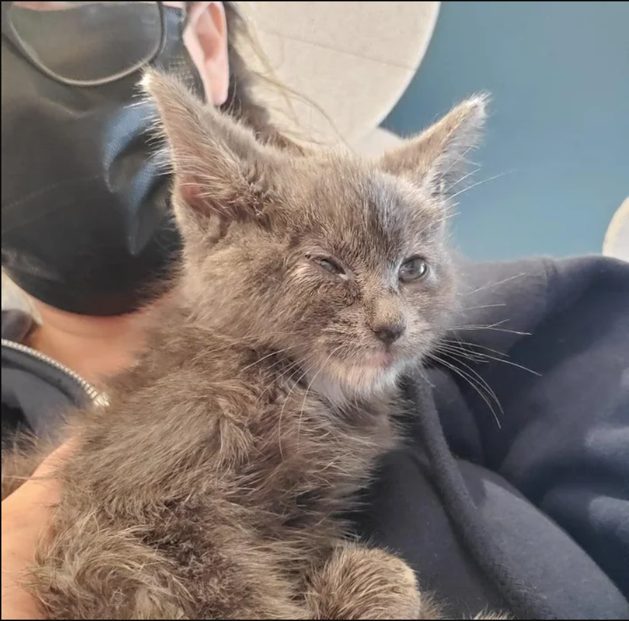 After being rescued from a bag during a storm, the kitten wriggles into the heart of the woman who helped her.